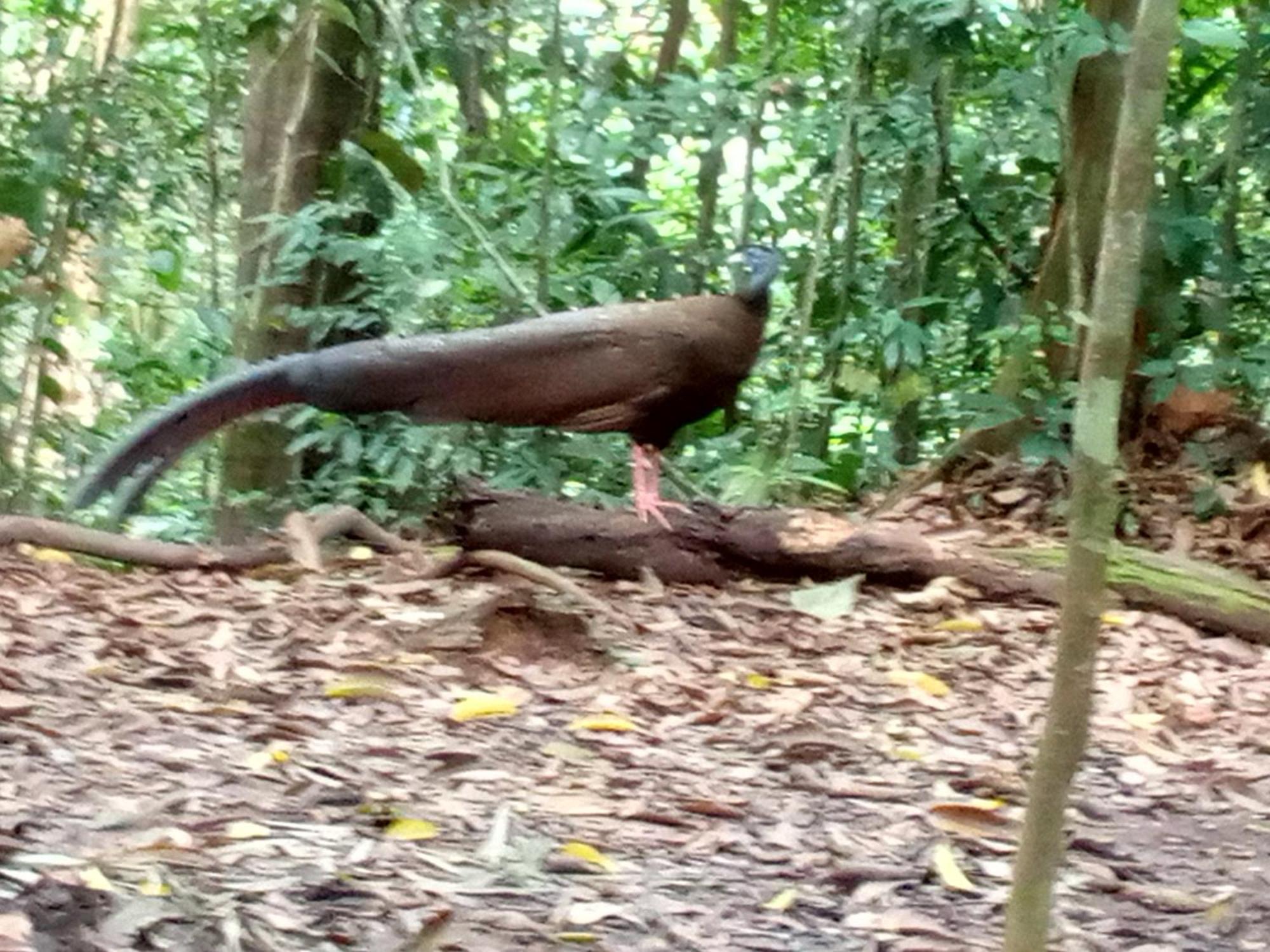 Jungle Treking & Jungle Tour If You Want To Stay Here,You Must Book Treking Only With Us Bukit Lawang Exterior photo