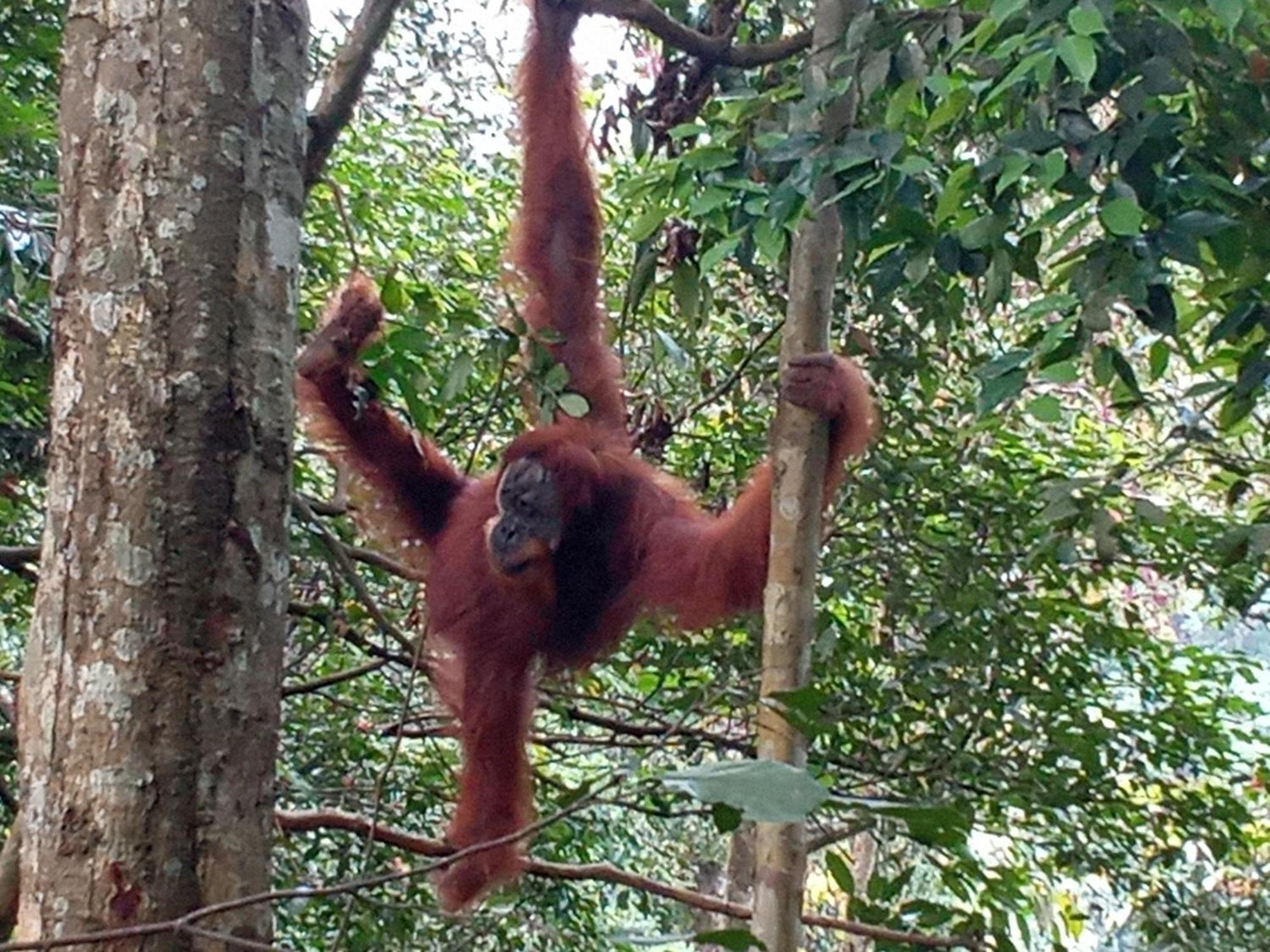 Jungle Treking & Jungle Tour If You Want To Stay Here,You Must Book Treking Only With Us Bukit Lawang Exterior photo
